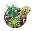 Cactus Combo